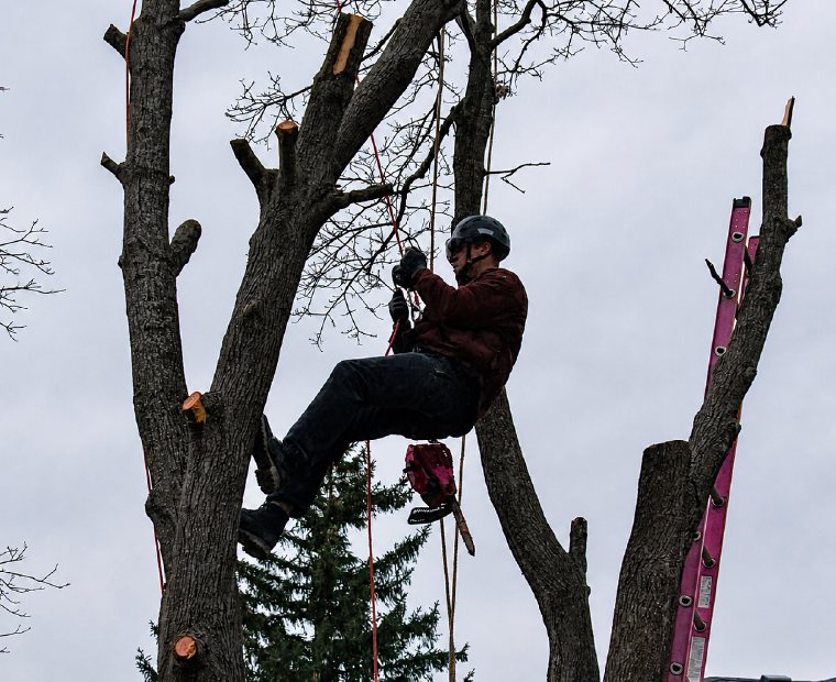 Tree worker using climbing ropes while pruning a tree
